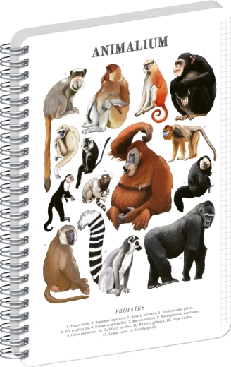 Notique spirálfüzet Animalium – főemlősök, A4, kockás