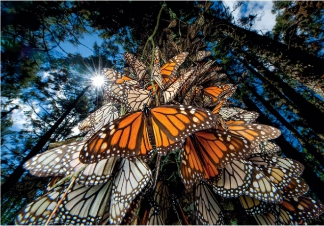 1000 darabos puzzle Monarcha pillangók - Kompakt