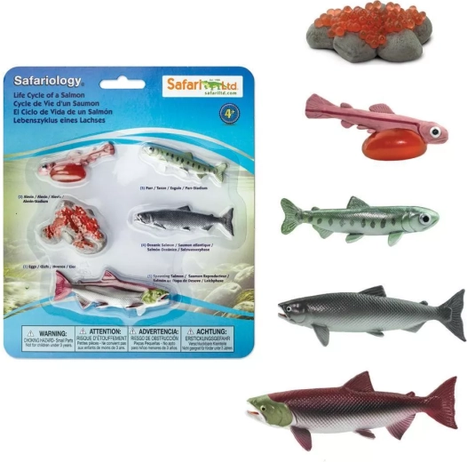 Safari Ltd. lazac életciklusa