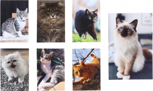 Cica Kis Jegyzetfüzet 40 Lap