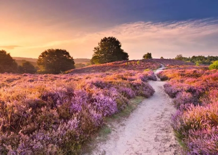 RAVENSBURGER puzzle Rózsaszín út 1000 darab