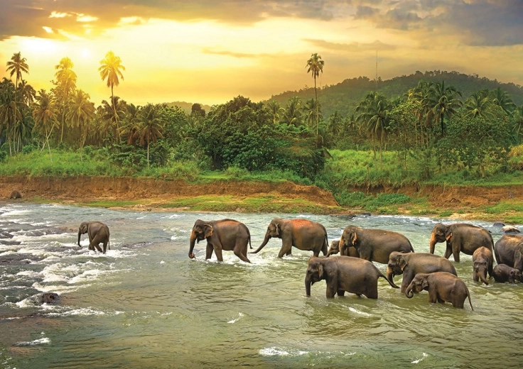 EUROGRAPHICS Puzzle Save Our Planet: Esőerdő 1000 darab