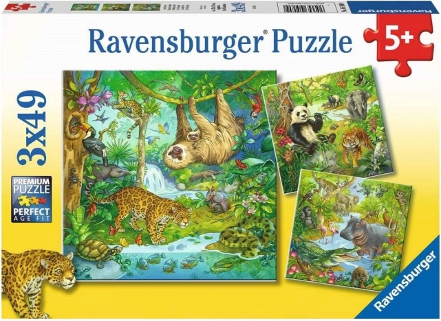 RAVENSBURGER Puzzle Állatok a dzsungelben 3x49 darab