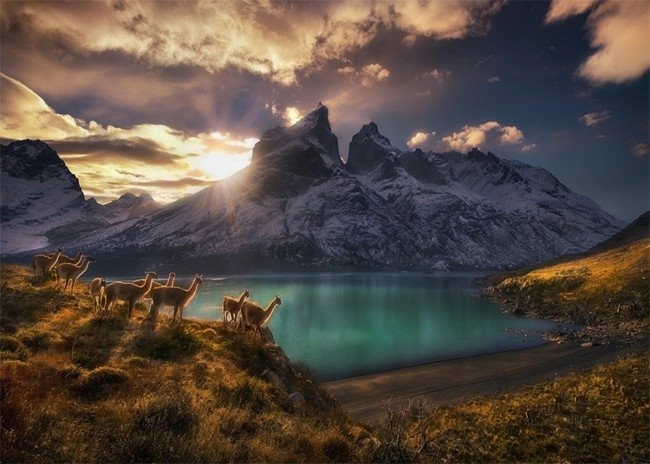 Puzzle Chile Lamy Guanako 1000 darab