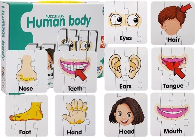 Oktató puzzle – az emberi test részei, 10 pár, angol szókincs