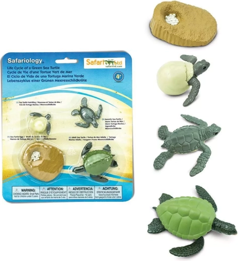 Safari Ltd. tengeri teknős életciklusa