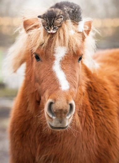 Ravensburger puzzle pónival és kiscicával 500 darab