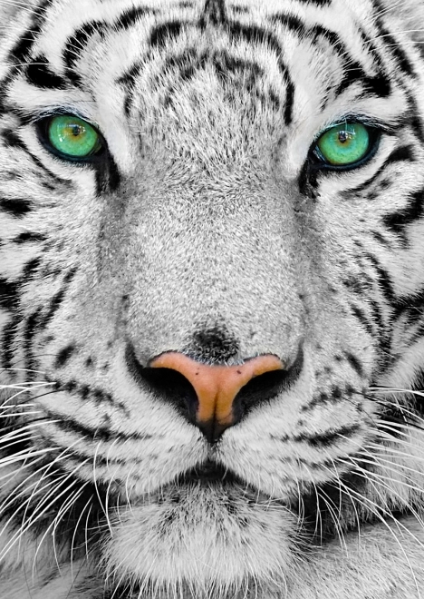 Enjoy puzzle fehér szibériai tigris 1000 darab