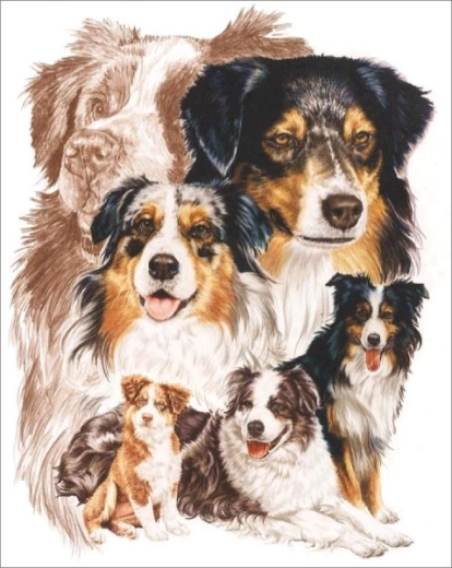 Gyémántfestés – ausztrál juhászkutya 30 × 40 cm – 1 db