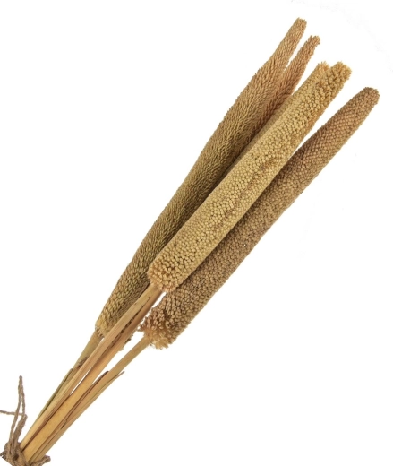 Szárított dekoráció (száraz növény) bézs – 5 db, 50–60 cm