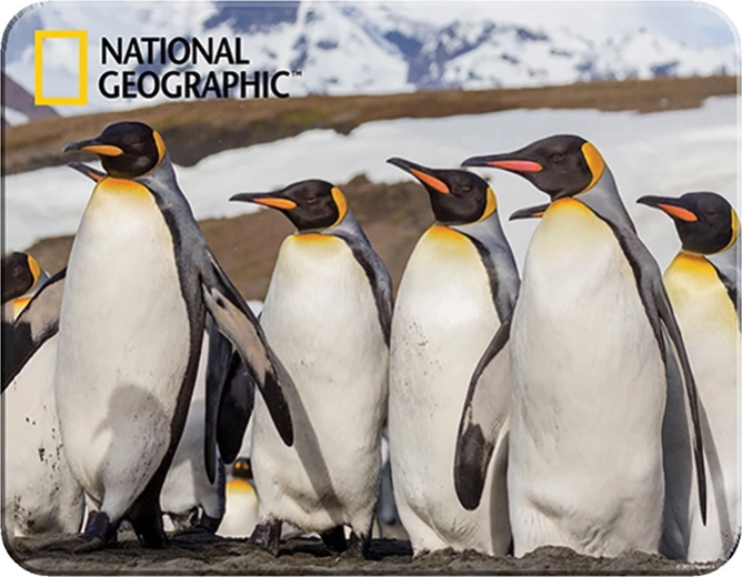 Mágneses 3D készlet – PRIME 3D pingvinek