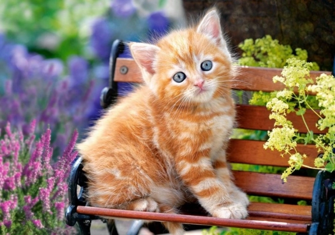 500 darabos puzzle – Ginger Kitten