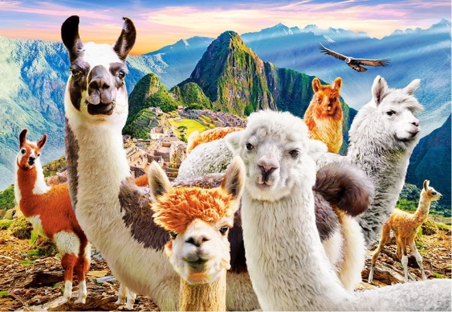 Puzzle 1000 darabos Llamas Selfie