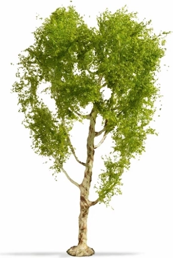Noch Master Tree nyírfa 21 cm