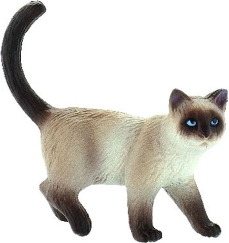 Házi macska – Kimmy