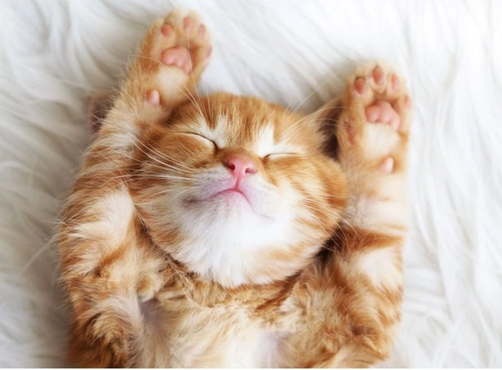 Ravensburger puzzle Alvó szőrmók 500 darab