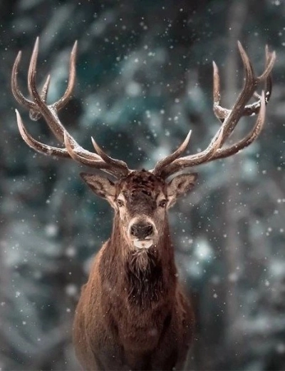 Gyémántfestés – szarvas portré 30 × 40 cm