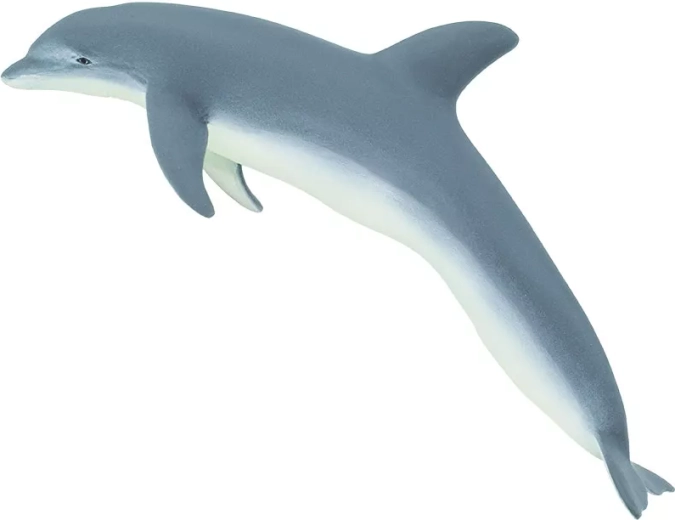 Palackorrú delfin Safari Ltd.