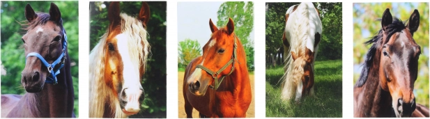 Jegyzettömb ló motívummal MINI 40l, 6x8,5 cm