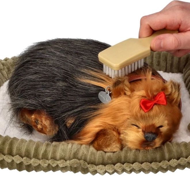 Perfect Petzzz horkoló yorkshire terrier kölyök