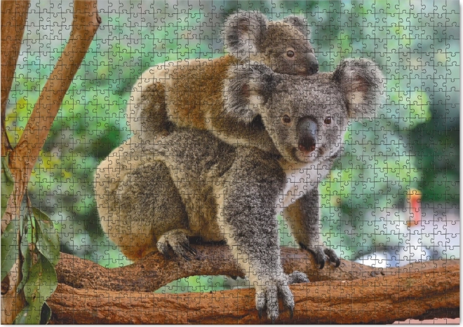 Koala és kölyke 1000 darabos puzzle