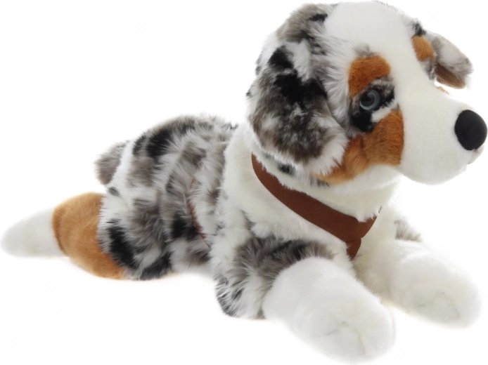 Az ausztrál juhászkutya élethű megjelenése