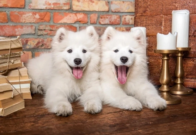 Samoyed kölykök köszönnek 1000 részes puzzle