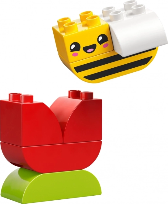 Duplo első virágom és méhem