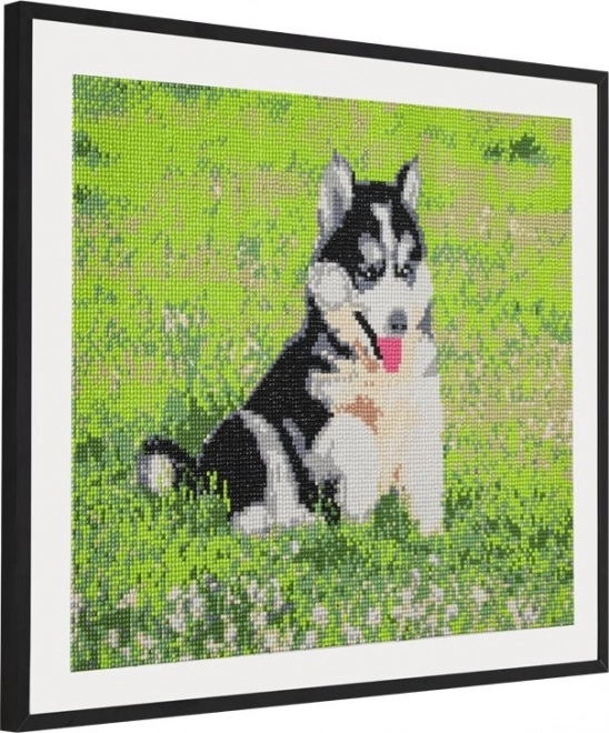 Diamantfestés Husky kép 40x50 cm