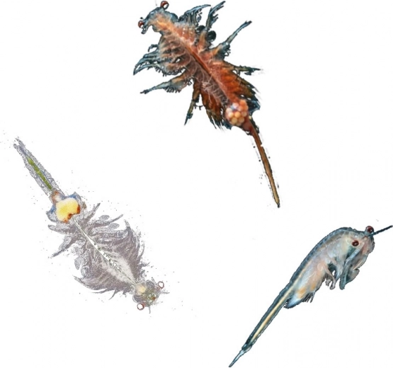 Ideális 8–12 éveseknek