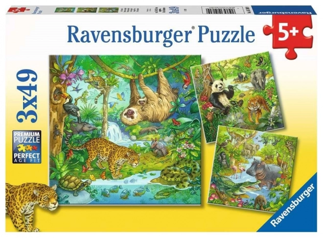 Ravensburger dzsungel állatai puzzle 3x49 darab