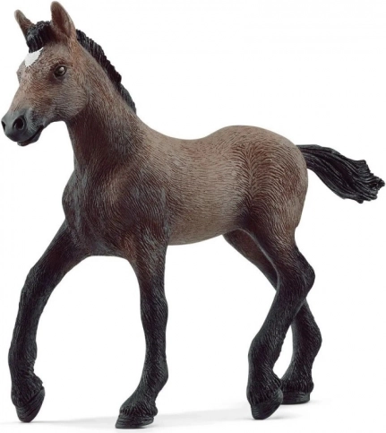 Paso Peruano csikó – Horse Club