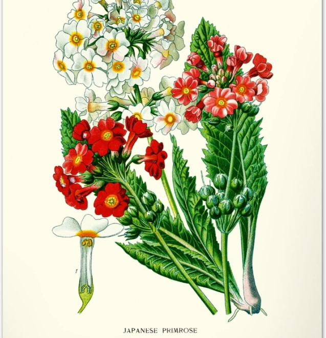 Fali naptár Vintage plakátok Herbárium 2026