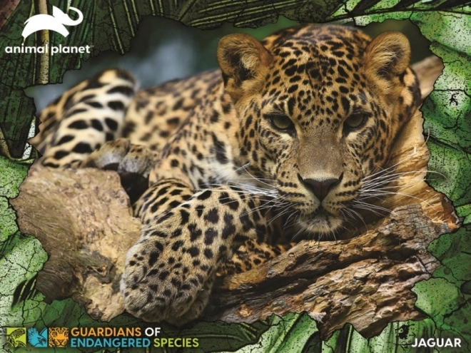 3D puzzle - Jaguar 100 darabos