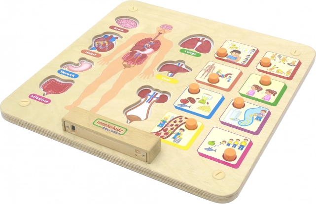 Masterkidz Montessori emberi test oktatási tábla