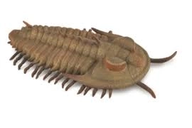 Collecta Redlichia Rex trilobita modell