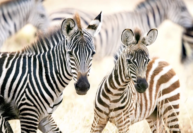 Young zebras 1000 darabos puzzle