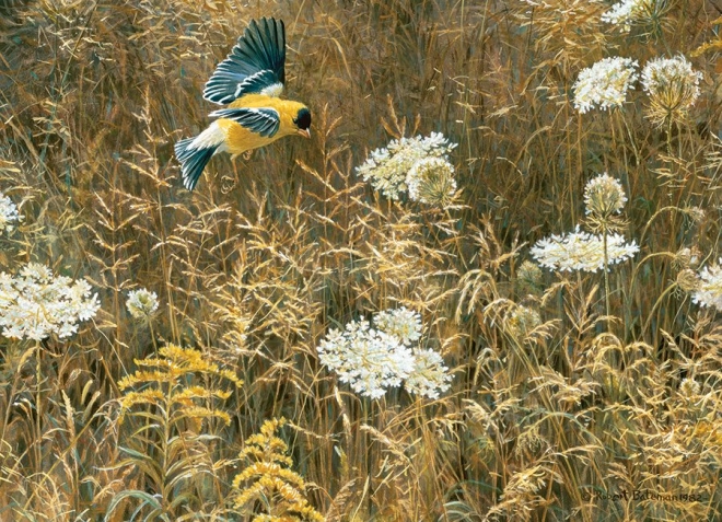Robert Bateman realisztikus művészete