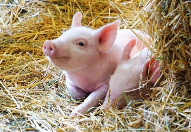 A tanyasi élet varázsa