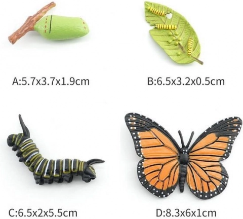 Figurina lepke 4 fejlődési szakaszban