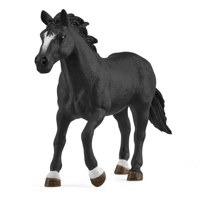 Csodálatos Appaloosa ló