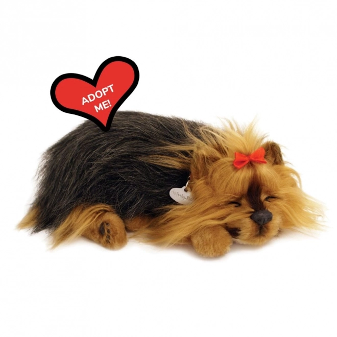 Perfect Petzzz Alvó Yorki Kölyökkutya