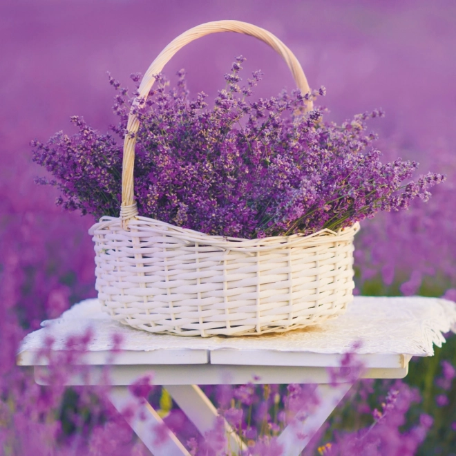 Provence Jegyzetnaptár 2026