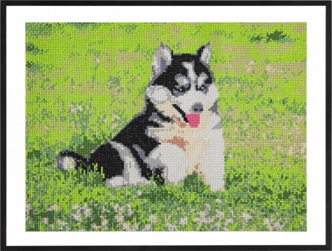 Diamantfestés Husky kép 40x50 cm