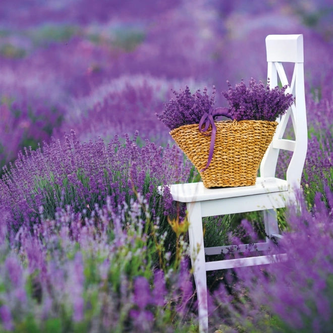 Provence Jegyzetnaptár 2026