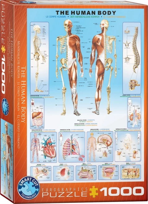 Anatómiai Puzzle 1000 Darabos - Eurographics