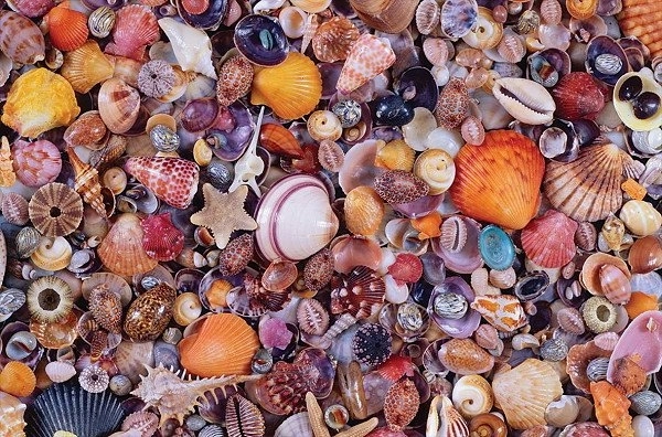 Kagyló Puzzle 1000 darab
