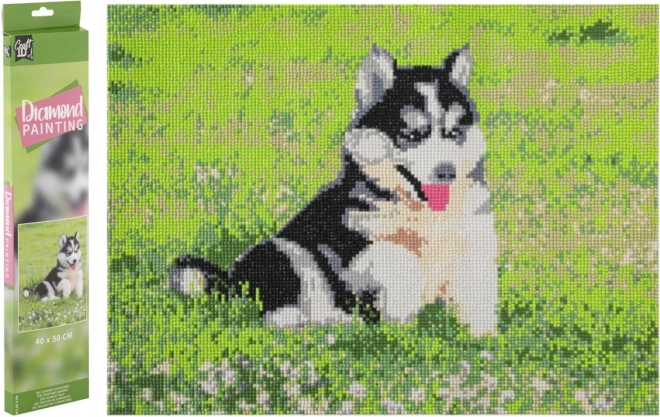 Diamantfestés Husky kép 40x50 cm