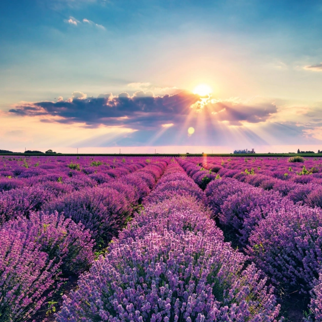Provence Jegyzetnaptár 2026