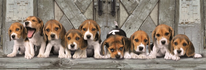 Compact panoráma beagle 1000 darabos puzzle